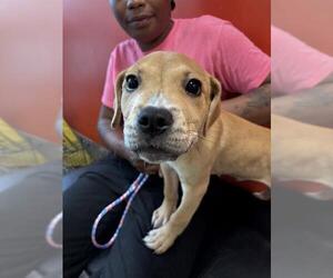 Labrador Retriever Dogs for adoption in Louisville, KY, USA