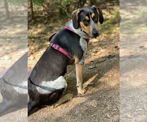 Bluetick Coonhound Dogs for adoption in Denton, TX, USA