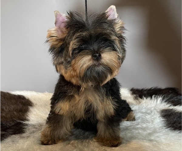 Medium Photo #1 Yorkshire Terrier Puppy For Sale in ROANOKE, VA, USA