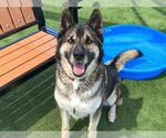 Small #2 German Shepherd Dog