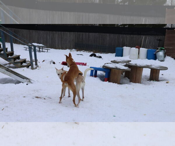 Medium Photo #32 Saluki-Whippet Mix Puppy For Sale in Sebec, ME, USA