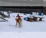 Small #31 Saluki-Whippet Mix