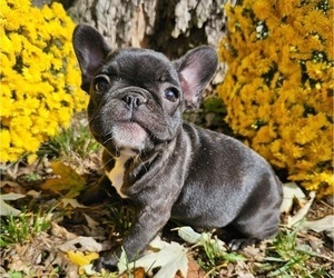 French Bulldog Puppy for sale in INDIANAPOLIS, IN, USA