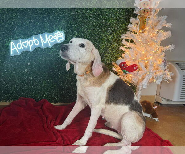 Medium Photo #4 Beagle Puppy For Sale in Tampa, FL, USA