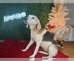 Small #3 Beagle
