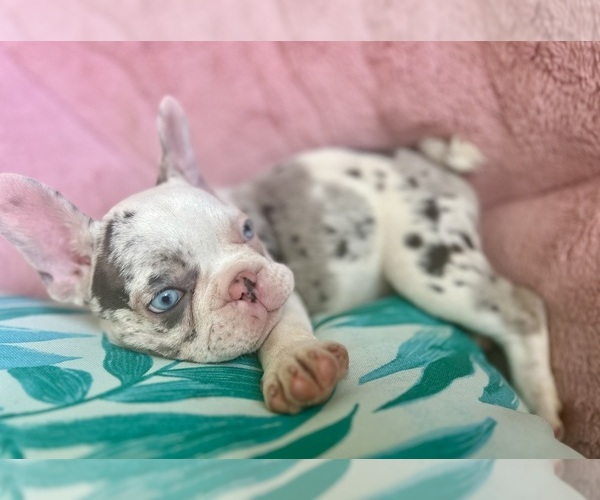 Medium Photo #4 French Bulldog Puppy For Sale in COCOA, FL, USA