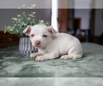 Puppy 4 Chihuahua