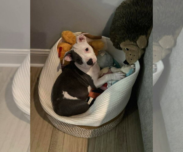 Medium Photo #7 Mutt Puppy For Sale in Spotsylvania, VA, USA