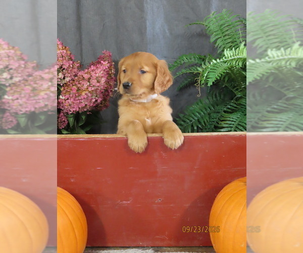 Medium Photo #1 Golden Retriever Puppy For Sale in THORP, WI, USA