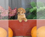 Rudolf - Male Golden Retriever Puppy for Sale - Small photo