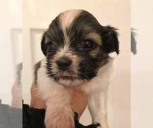 Mal-Shi Puppy for sale in FLINT, MI, USA