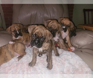 Boxer Puppy for sale in EAST LONGMEADOW, MA, USA
