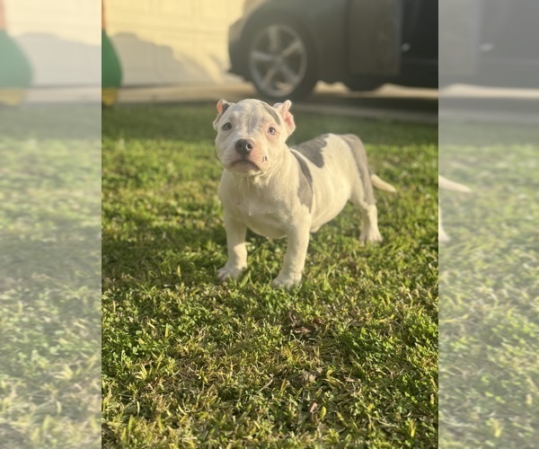 Medium Photo #24 American Bully Puppy For Sale in BAKERSFIELD, CA, USA