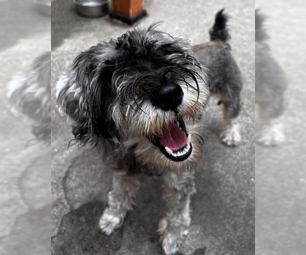 Medium Photo #1 Mutt Puppy For Sale in Alameda, CA, USA