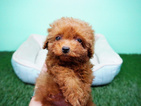Small Photo #5 Poodle (Miniature) Puppy For Sale in LA MIRADA, CA, USA