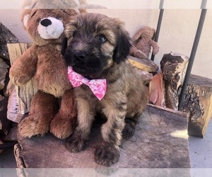 Whoodle Puppy for sale in YORBA LINDA, CA, USA