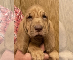 Bloodhound Puppy for sale in FORT MORGAN, CO, USA