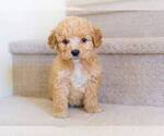 Small Photo #2 Poodle (Miniature) Puppy For Sale in FULLERTON, CA, USA