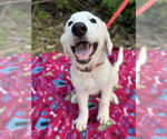 Small #4 Great Pyrenees