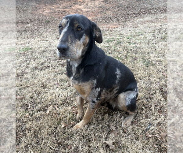 Medium Photo #2 Mutt Puppy For Sale in OKLAHOMA CITY, OK, USA