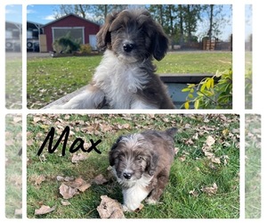 Aussiedoodle Miniature  Puppy for sale in LEBANON, OR, USA