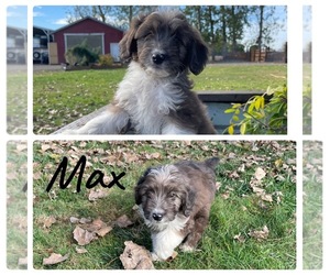 Aussiedoodle Miniature Puppy for sale in LEBANON, OR, USA