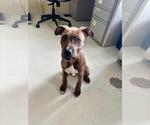 Small Mutt
