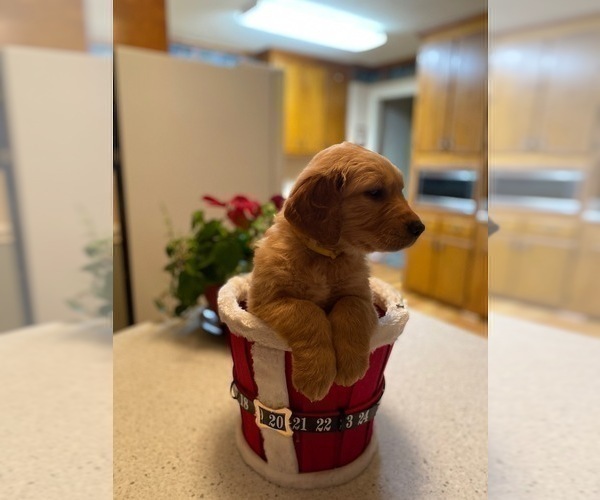 Medium Photo #17 Golden Retriever Puppy For Sale in SANFORD, NC, USA