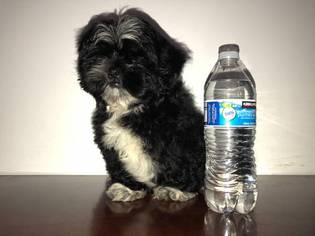 Shih Tzu Puppy for sale in WOODSTOCK, GA, USA