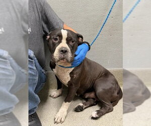 Mutt Dogs for adoption in Las Vegas, NV, USA