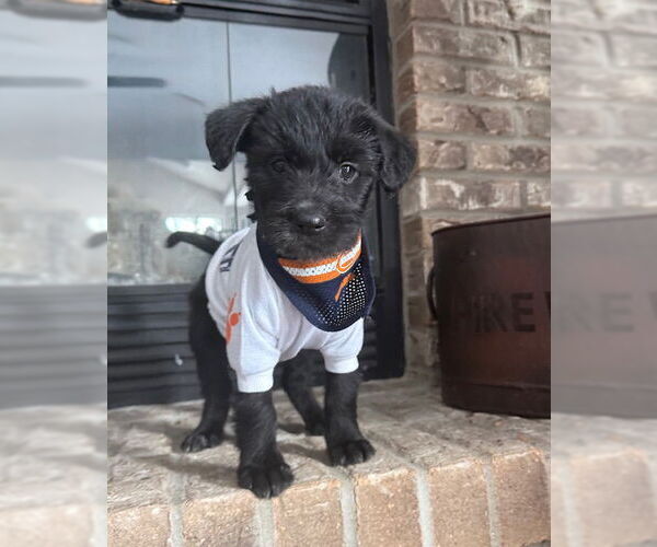Medium Photo #3 Poodle (Standard)-Unknown Mix Puppy For Sale in Plainfield, IL, USA