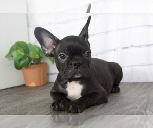 Faux Frenchbo Bulldog Puppy for sale in RED LION, PA, USA