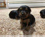 Small Photo #3 Silkshire Terrier-Yorkshire Terrier Mix Puppy For Sale in VOLUNTOWN, CT, USA