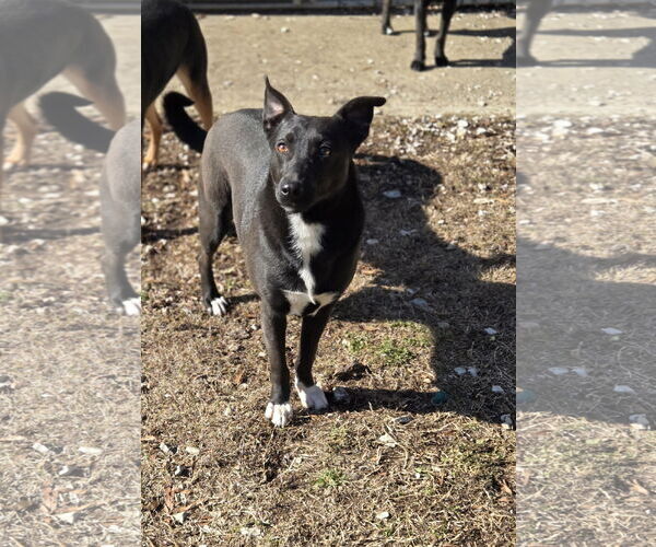 Medium Photo #3 Mutt Puppy For Sale in Crandall, GA, USA