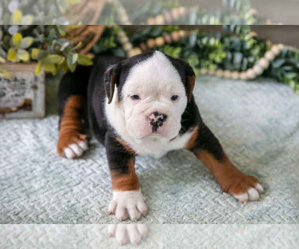 Medium Photo #5 Beabull Puppy For Sale in MILLERSBURG, OH, USA