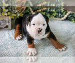 Small #4 Beabull
