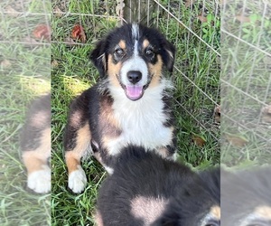 Australian Shepherd Puppy for sale in MARION, SC, USA