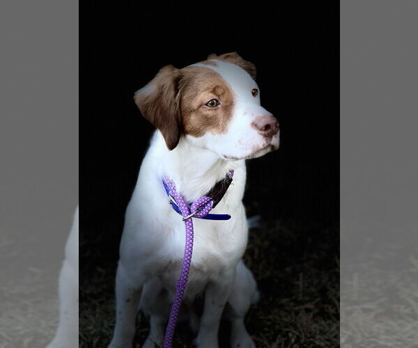 Medium Photo #9 Brittany Puppy For Sale in Curwensville, PA, USA