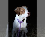 Small #8 Brittany