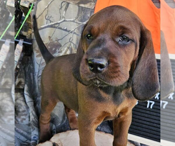 Medium Photo #4 Redbone Coonhound Puppy For Sale in DENVER, PA, USA