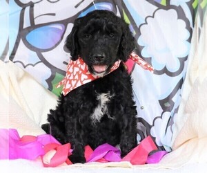 Goldendoodle Puppy for sale in FREDERICKSBG, OH, USA