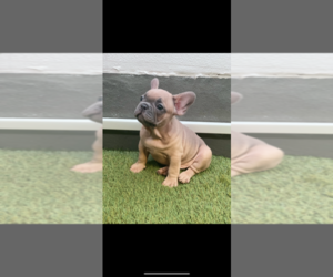 French Bulldog Puppy for sale in PERRIS, CA, USA