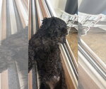 Small #1 Maltipoo (Miniature)