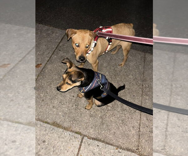 Medium Photo #13 Labrador Retriever-Unknown Mix Puppy For Sale in New York, NY, USA