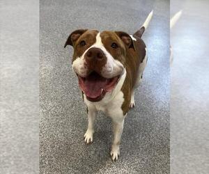 American Staffordshire Terrier Dogs for adoption in Sanford, FL, USA