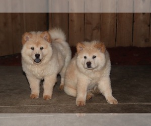 Chow Chow Puppy for sale in NORTH HILLS, CA, USA