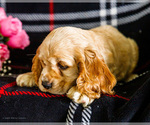 Small #2 Cocker Spaniel