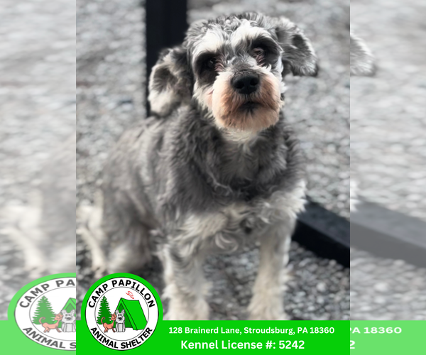 Medium Photo #1 - Mix Puppy For Sale in Stroudsburg, PA, USA