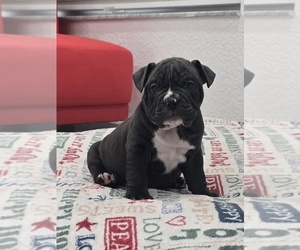 American Bully Puppy for sale in NORTH PORT, FL, USA