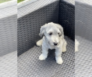 Maltipoo Puppy for sale in CLEVELAND, TN, USA